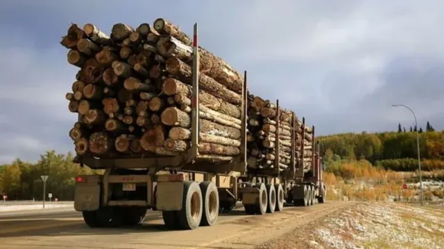 Россия из-за западных санкций потеряла миллиарды на экспорте дерева