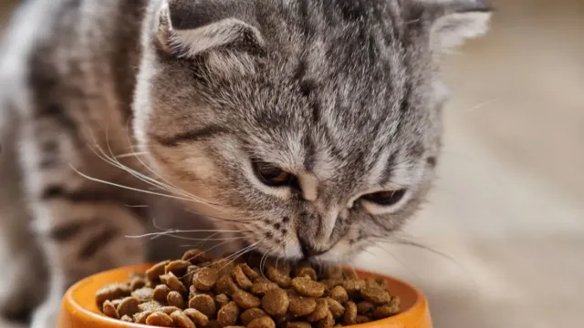 Ученые объяснили привередливость домашних кошек в еде