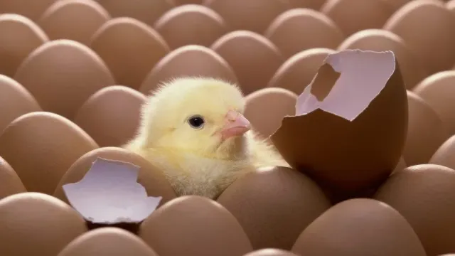 В российских магазинах стали продавать яйца с созревшими цыплятами