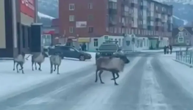 В Шерегеше попали на камеру олени, которые перебегали дорогу