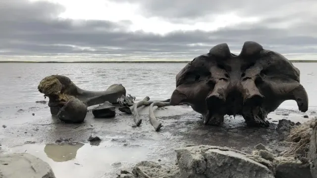 Ученые из РФ нашли останки пещерных гиен и мамонтов