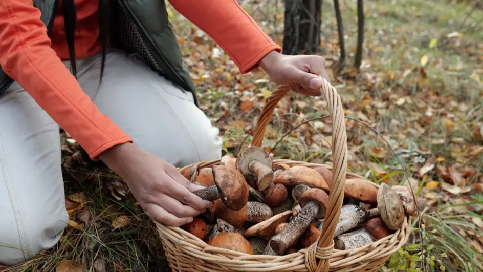 Россиянам напомнили о больших штрафах за сбор грибов