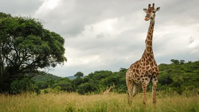 Стало известно, почему у жирафов такие длинные ноги
