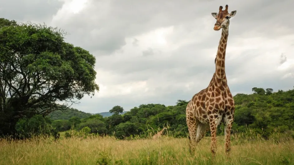 Стало известно, почему у жирафов такие длинные ноги