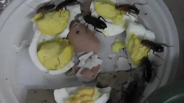 Пациентке подали еду с насекомым в Детской клинической больнице Читы