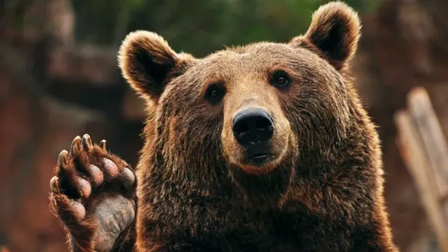 В Канаде медведь проник на заправку и утащил упаковку мармеладных мишек