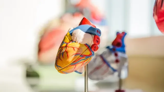Профессор Олег Аверков сообщил, как сохранить здоровье сердца и избежать инфаркта
