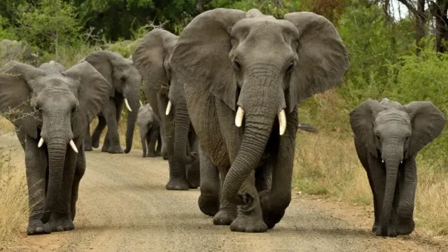 PNAS: слоны могли приручить сами себя