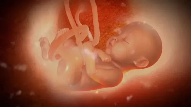 Ученые доказали, что эмбрионы "крадут" питательные вещества у матери в утробе