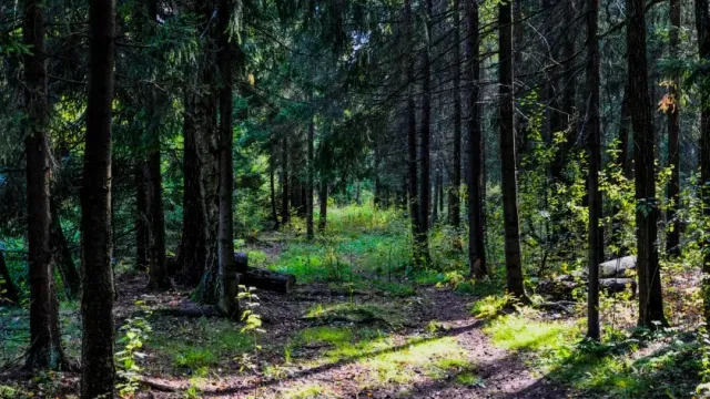В мытищинском лесу нашли разложившееся тело мужчины