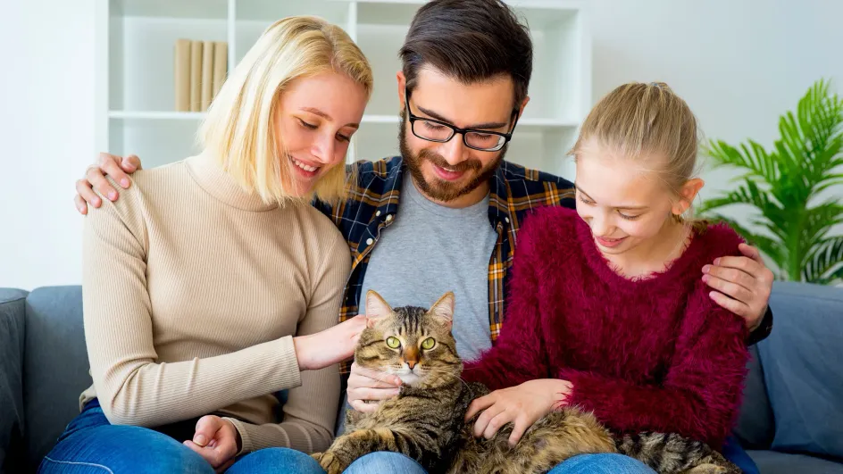 Россиянам назвали преимущество кошатников перед собачниками