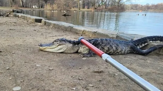Рейнджеры поймали в парке Нью-Йорка аллигатора, подвергшегося "холодному шоку"