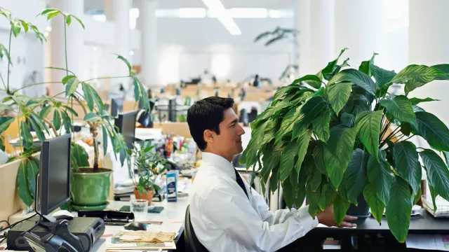 Избыток растений в офисе может вызывать стресс