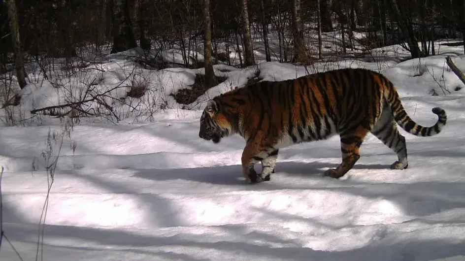 Охотник заболел опасной инфекцией после нападения тигра