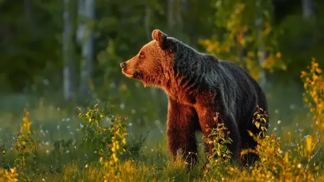 В Ленобласти 4 дня ищут женщину, которая сообщила о встрече с медведем и пропала
