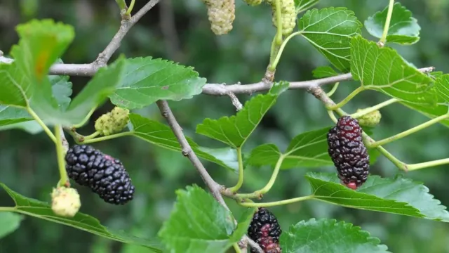 Названа ягода, которая снижает уровень «плохого» холестерина