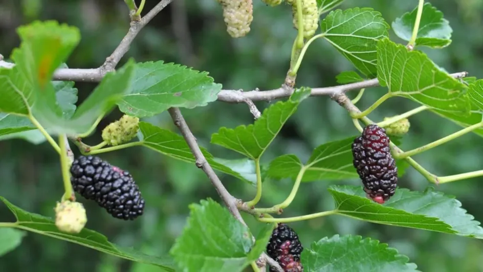 Названа ягода, которая снижает уровень «плохого» холестерина