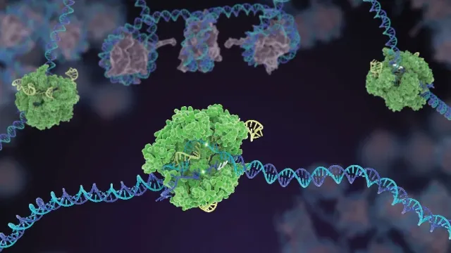 Medical Xpress: CRISPR-Cas9 признали опасным для генетического редактирования эмбрионов