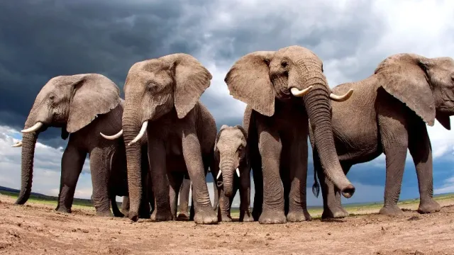 Слоны способны придумывать друг другу имена
