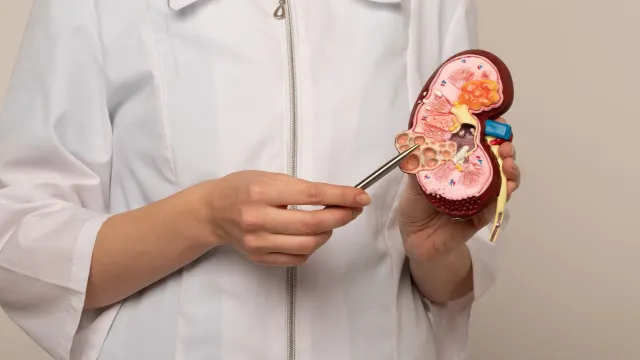 Россиянам посоветовали проверить почки при проблемах с печенью