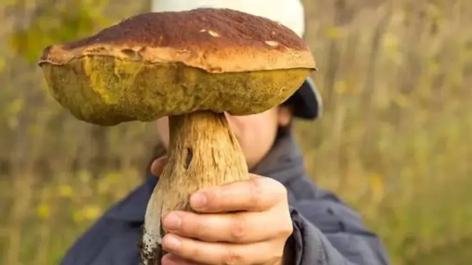 Россиянам назвали продукт, который снижает холестерин