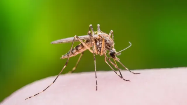 Энтомологами из Японии найден высокоэффективный способ борьбы с комарами