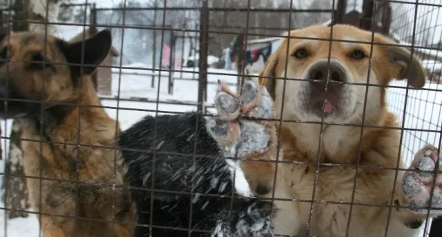 На улицах Екатеринбурга было отловлено около 700 собак с начала 2022 года