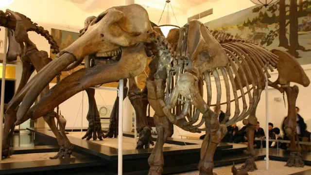 FLMNH: В США ученые обнаружили редкое кладбище доисторических слонов гомфотериев