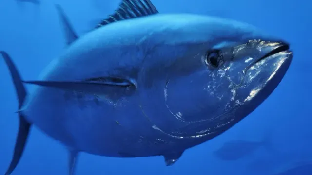 Рыбаки сломали удочку об 300-килограммового тунца