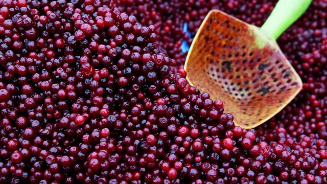 Назван ягода, которая защищает от инфекций