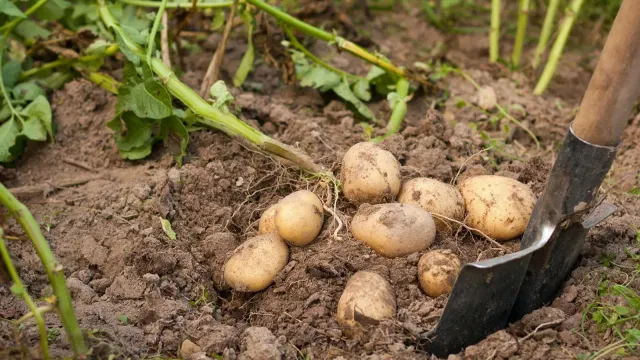 Россиянам раскрыли секрет хорошего урожая картофеля