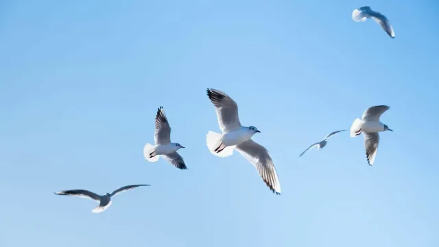 Названы органы чувств, которых нет у человека, но есть у животных