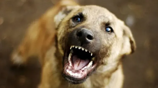 В Иркутской области мужчину насмерть загрызли бездомные собаки
