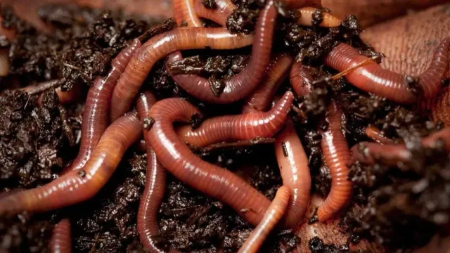 Биолог рассказала про нашествие дождевых червей в Барнауле
