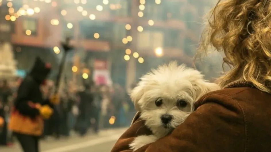 Россиянам рассказали, как приучить собаку не бояться салютов Россиянам рассказали, как приучить собаку не бояться салютов