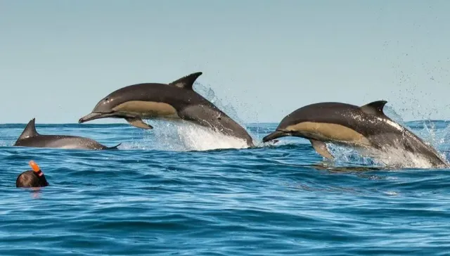 В Севастополе продолжаются поиски выброшенных в море дельфинов