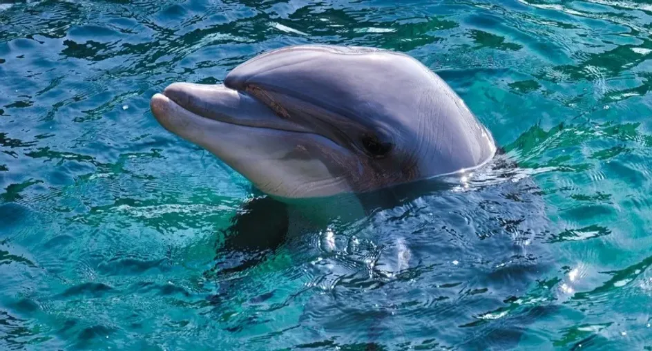 Дельфинарий в Севастополе выпустил дельфинов в открытое море без предварительной адаптации
