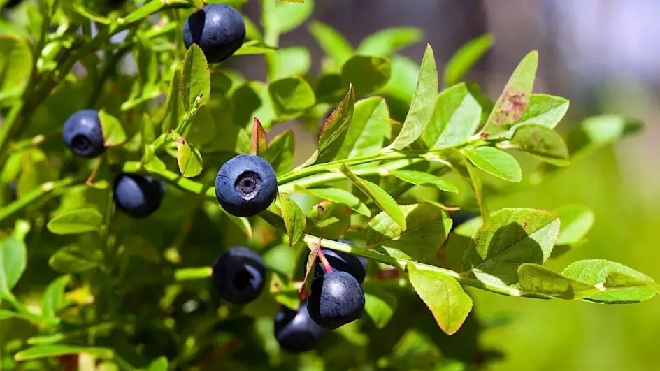 Офтальмолог ответила, улучшает ли зрение черника