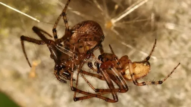 Current Zoology: самки пауков притворяются мёртвыми, чтобы склонить самцов к сексу