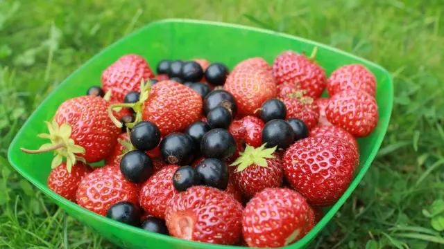 «Радио1News»: Нутрициолог Разаренова раскрыла, сколько ягод можно съесть за день