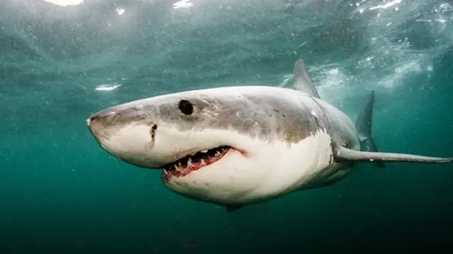 В Калифорнии акула-убийца съела предпринимателя на глазах у гостей свадьбы