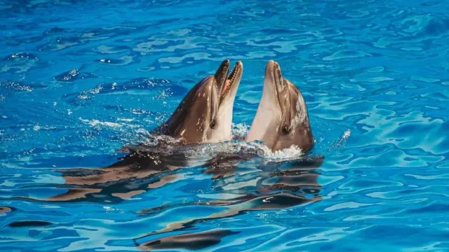 Женские особи дельфинов-афалин общаются с детенышами особенным свистом