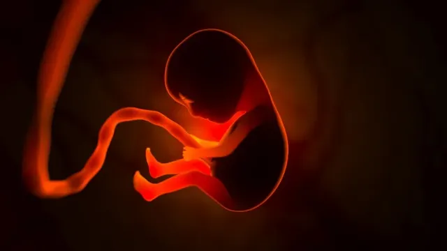 Gazeta: Исследователи Университета Бата открыли новый вид самоуничтожающихся клеток в эмбрионах