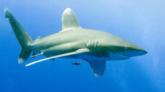 В Калифорнии акула схватила главу бизнес-инкубатора за шею и убила его