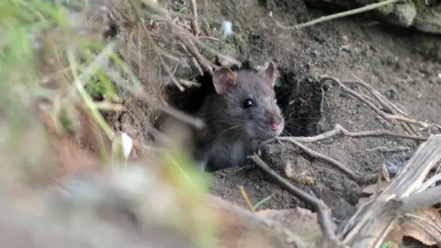 The Guardian: Нашествие грызунов в Нью-Йорке вызвало спрос на крысиные туры