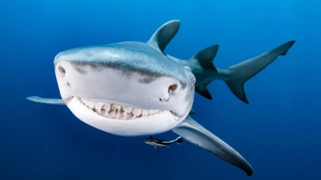 Составлен список топ-5 правил, которые спасут от встречи с акулой