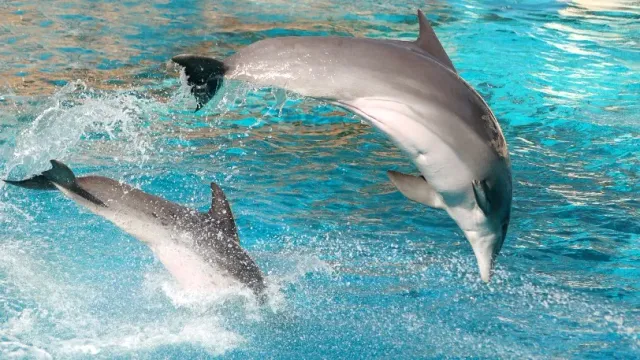 Дельфины преследуют дайверов и нападают на жителей Японии, ломая им ребра