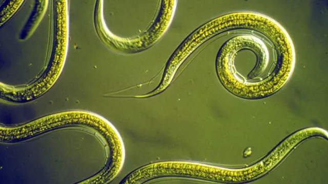 МК: Ученые нашли в червях гены молодости