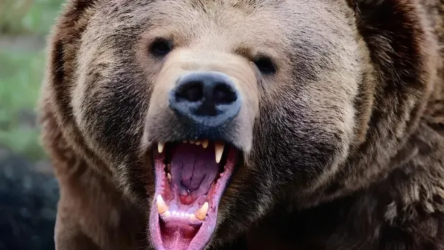 НГС: Медведь загрыз корову в Новосибирской области