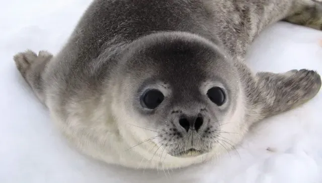 Спасенный тюлененок из Приморского края был доставлен в Московский зоопарк